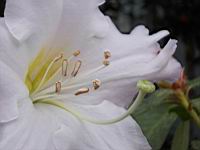 Rhododendron Dendricola (fam. Ericacees) (Myanmar, Inde, Chine) (Photo F. Mrugala, Lyon, Parc de la tete d'or) (3)
